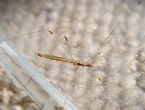 Apoplymus pectoralis