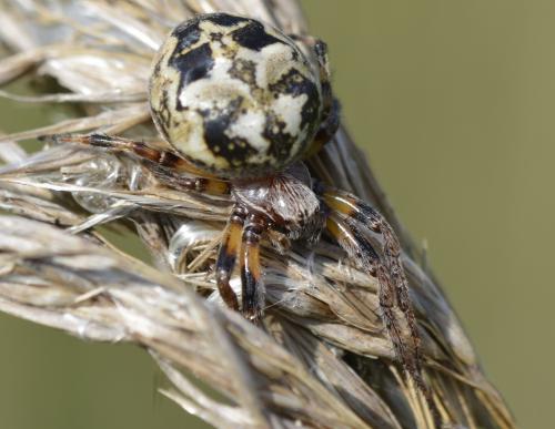 Réf. 158 057 : Larinioides cornutus