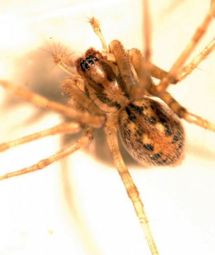 Réf. 158 664 : Tegenaria parietina