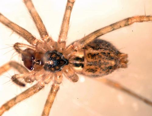 Tegenaria parietina