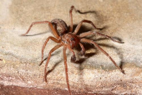 Eratigena picta