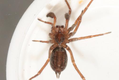 Eratigena picta