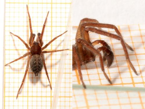 Eratigena picta