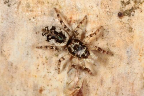 Salticus zebraneus