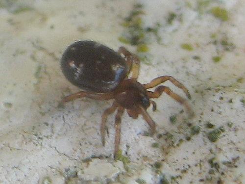 Asagena sp.