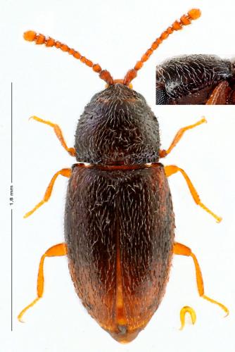 Atomaria sp.