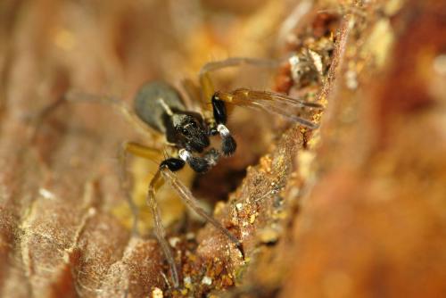 Aulonia albimana