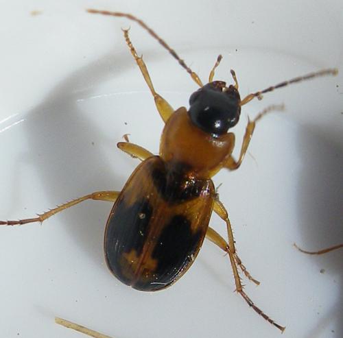 Réf. 158 224 : Badister bullatus