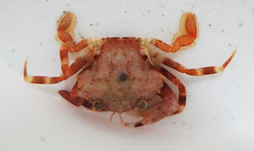 Réf. 158 096 : Liocarcinus pusillus
