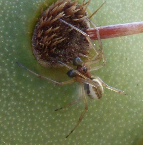 Réf. 158 237 : Frontinellina frutetorum