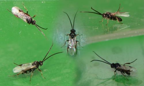 Réf. 158 770 : Microgastrinae inconnu