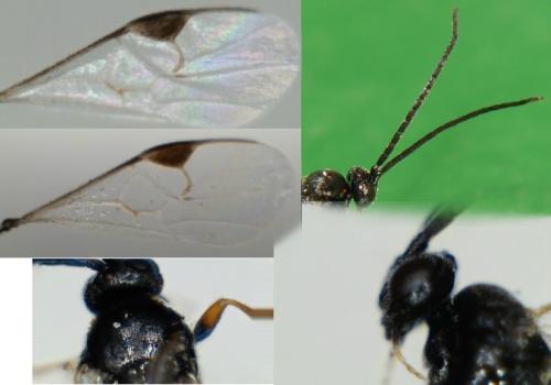 Réf. 158 771 : Microgastrinae inconnu