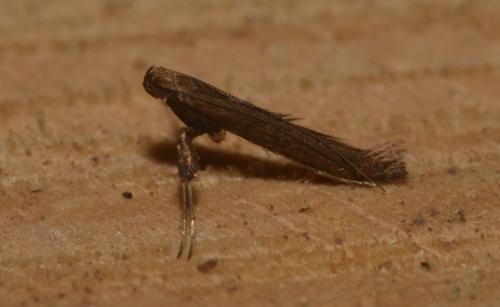 Caloptilia sp.