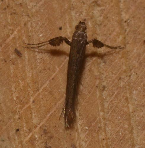Caloptilia sp.
