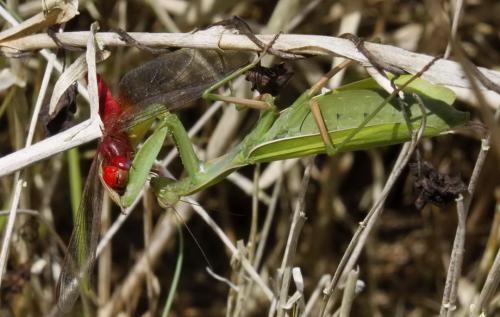 Réf. 158 946 : Mantis religiosa
