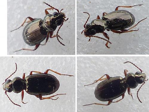 Réf. 158 985 : Bembidion lampros