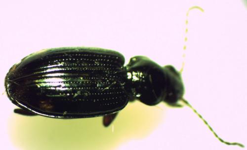 Bembidion lunulatum