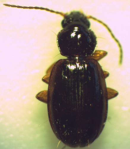 Réf. 158 520 : Trechus obtusus