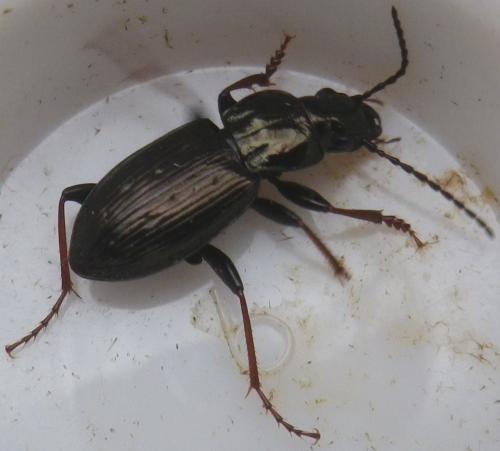 Pterostichus oblongopunctatus