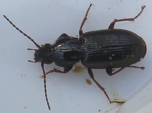 Pterostichus strenuus