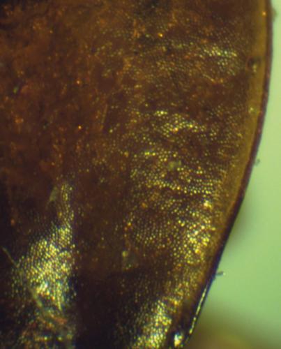 Badister bullatus