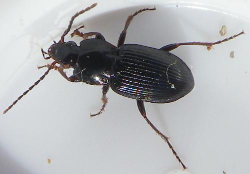 Réf. 158 840 : Pterostichus vernalis