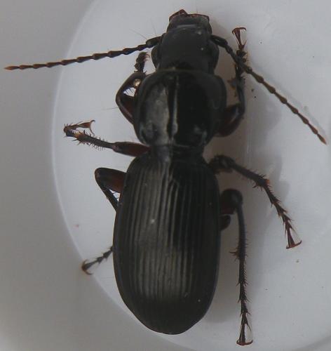 Pterostichus madidus