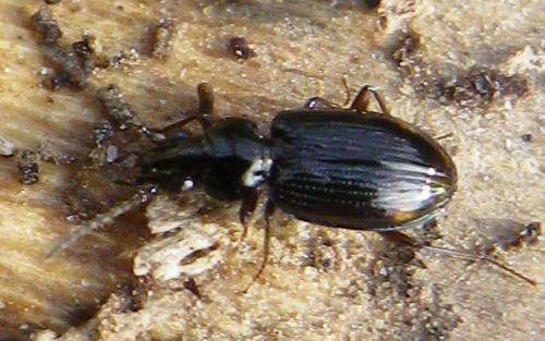 Réf. 158 647 : Bembidion lunulatum