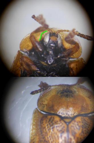 Réf. 158 538 : Hypocassida subferruginea