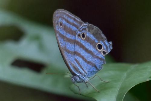 Réf. 158 243 : Cepheuptychia cephus