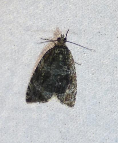 Celypha sp.