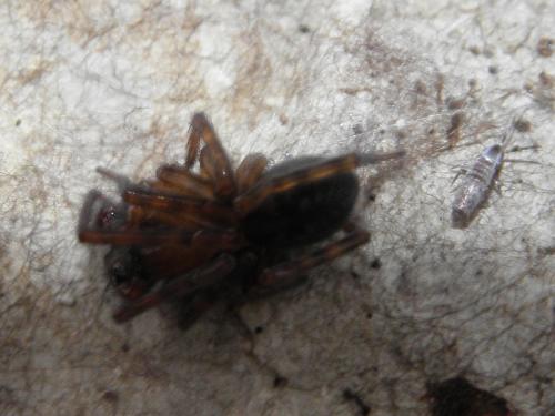 Lepidocyrtus curvicollis