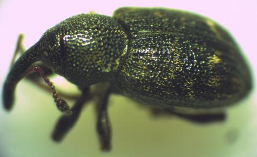 Notaris acridulus