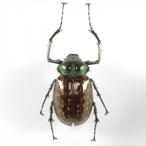 Cheirotonus battareli
