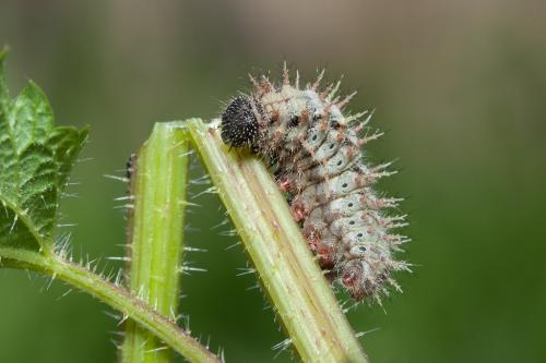 Vanessa atalanta