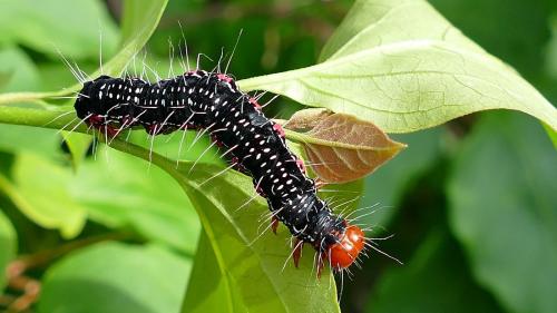 Arcte coerula