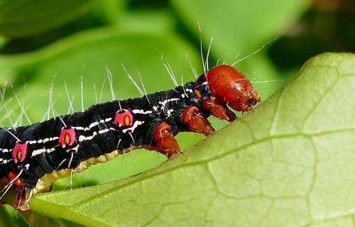 Arcte coerula