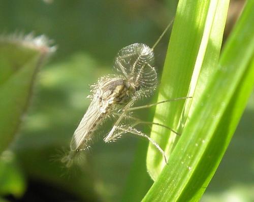 Chaoborus sp.