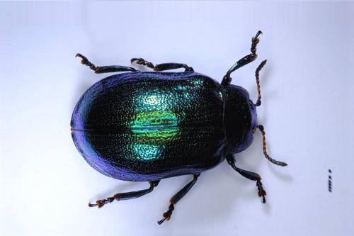 Réf. 158 803 : Plagiosterna aenea