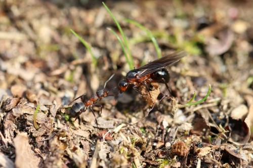 Formica rufa