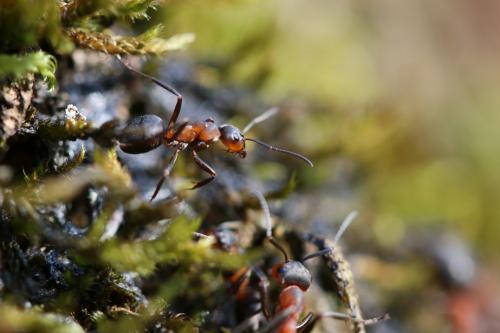 Formica rufa
