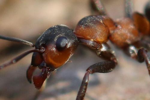 Formica rufa