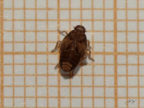 Cixius sp.