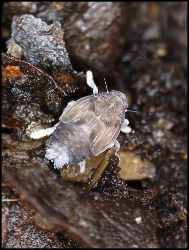 Cixius sp.