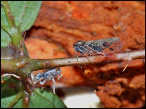 Réf. 158 182 : Cixius sp.