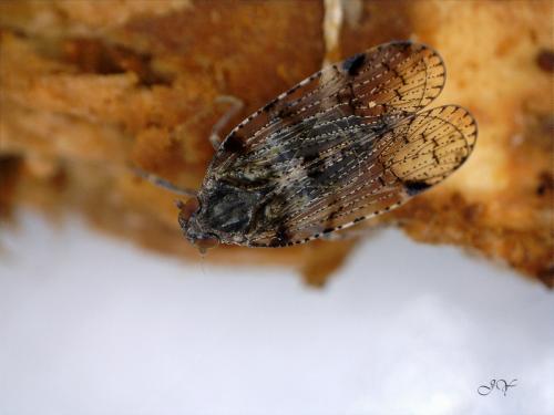 Cixius sp.