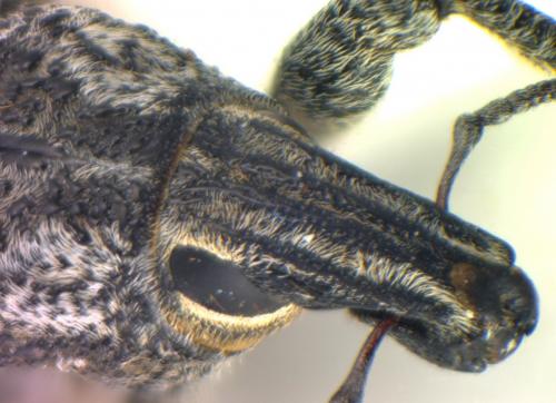 Réf. 158 142 : Cleonis pigra