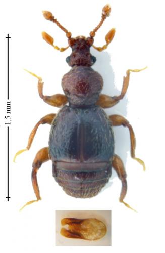 Bryaxis puncticollis