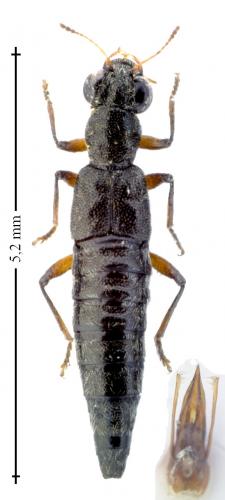 Stenus nitidiusculus