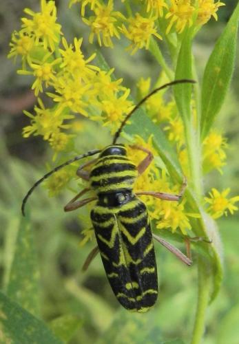 Megacyllene robiniae